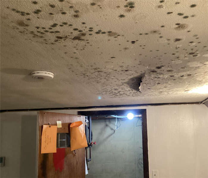 Signs of Mold Near Me in Your Edison, NJ Home